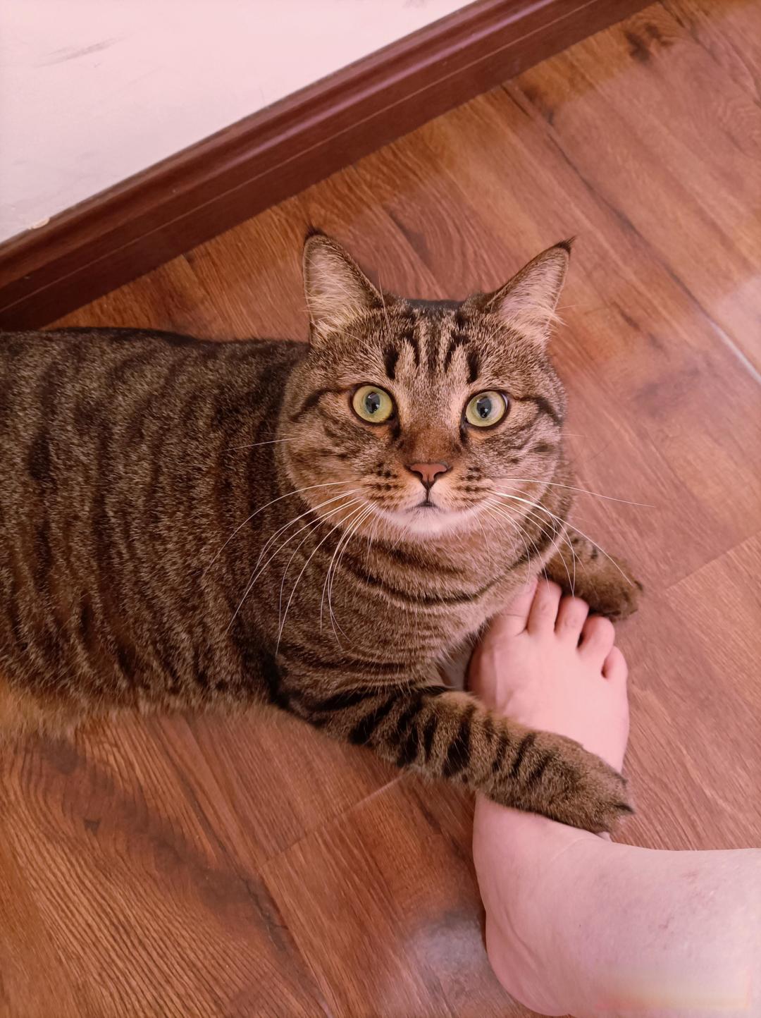 养猫能辟邪吗？