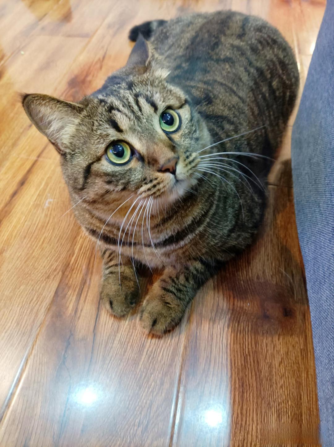养猫能辟邪吗？