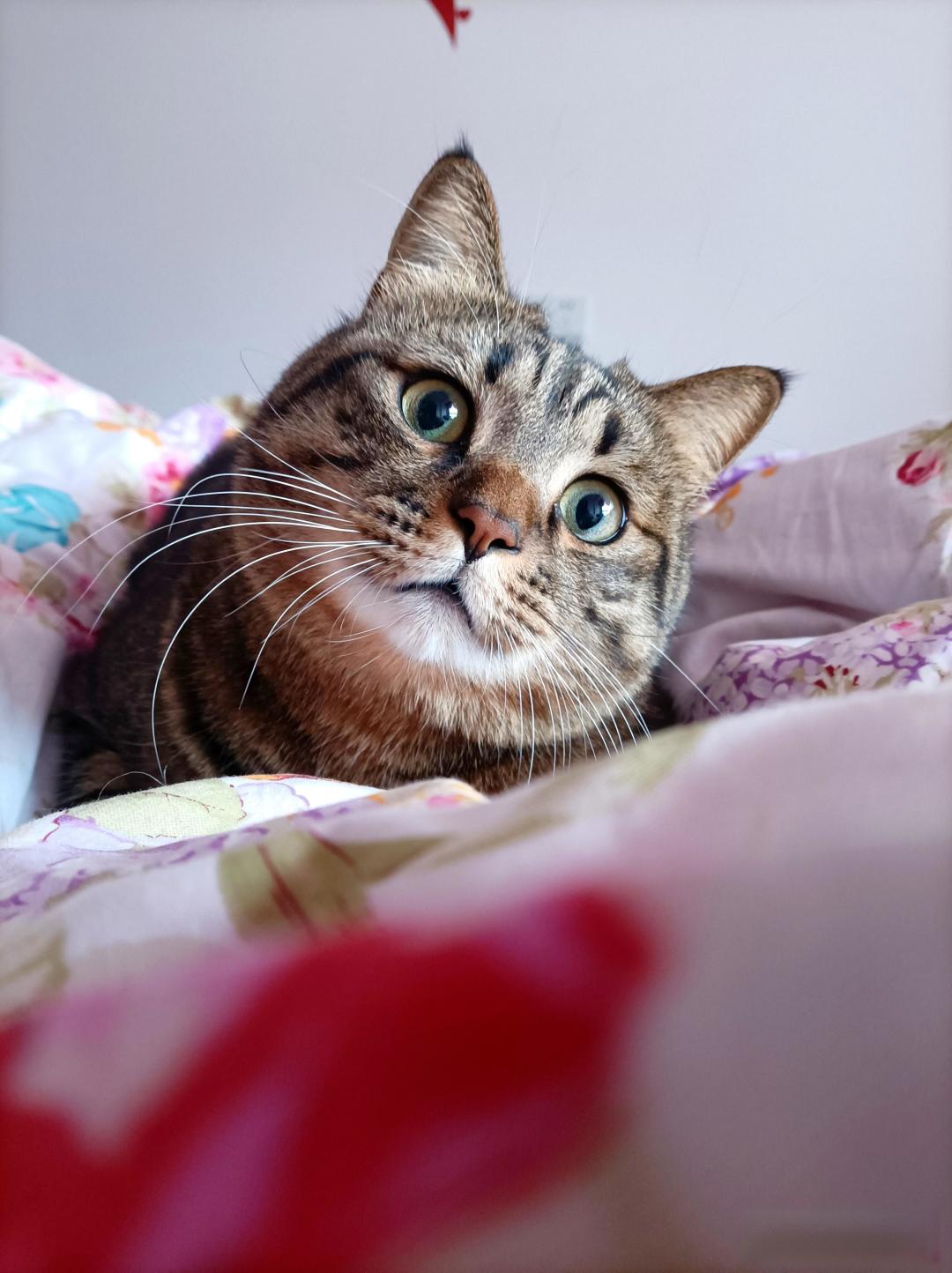 养猫能辟邪吗？