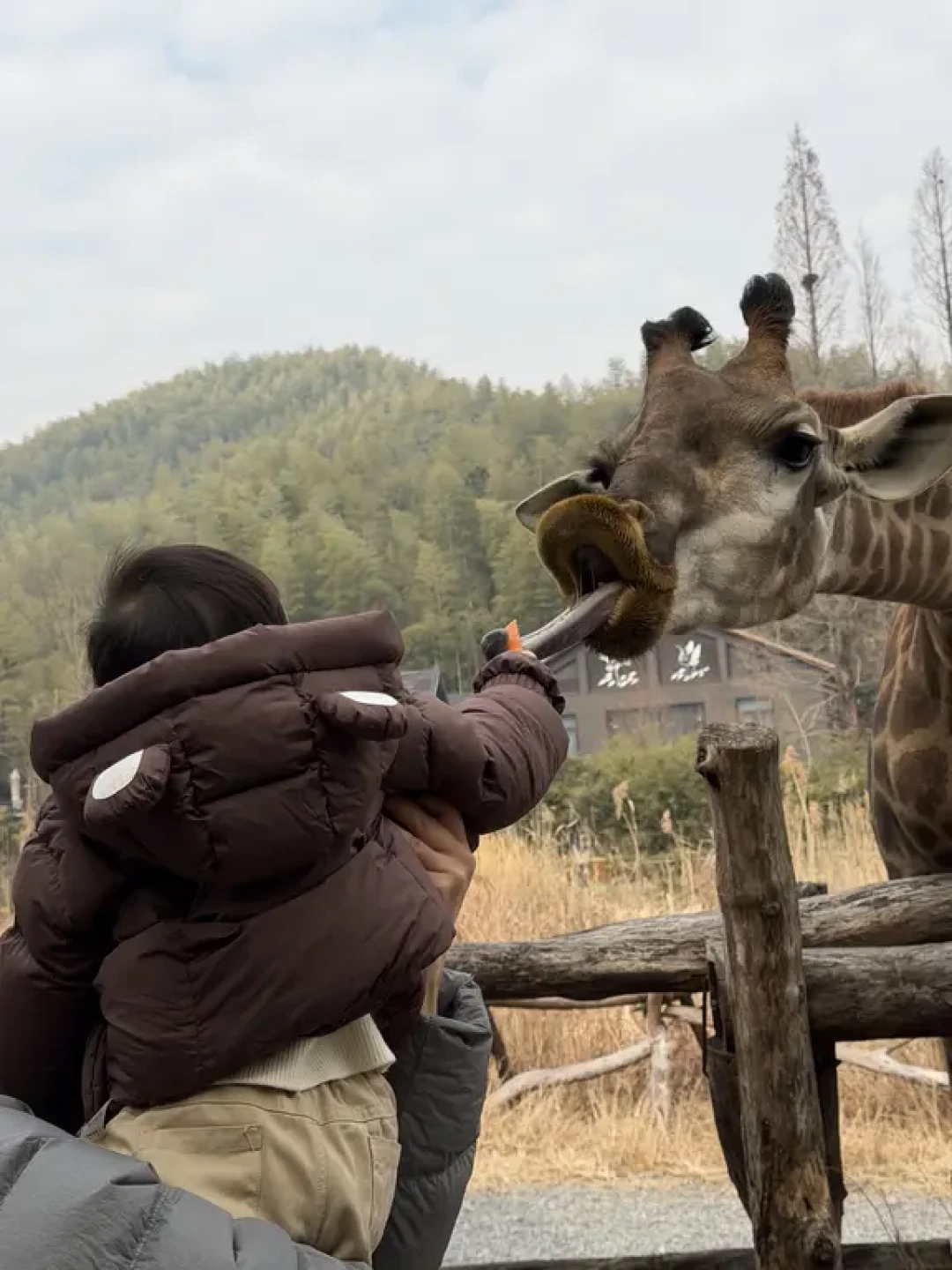 🦒湖州长颈鹿庄园酒店体验