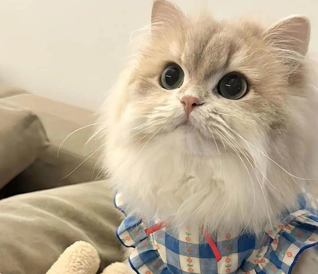 养宠别焦虑!猫犬家庭的“松弛感”养宠指南