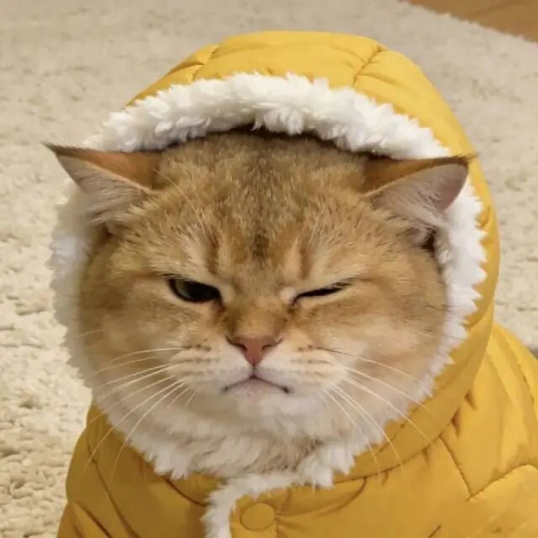 你冬天这样做，很讨猫厌！