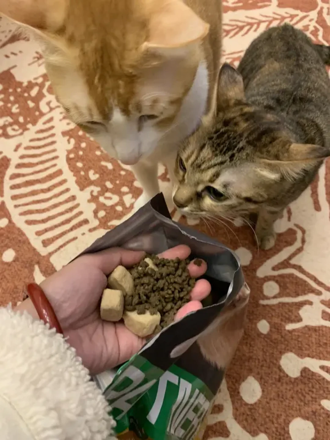 多猫家庭一定要试一下帕特猫粮