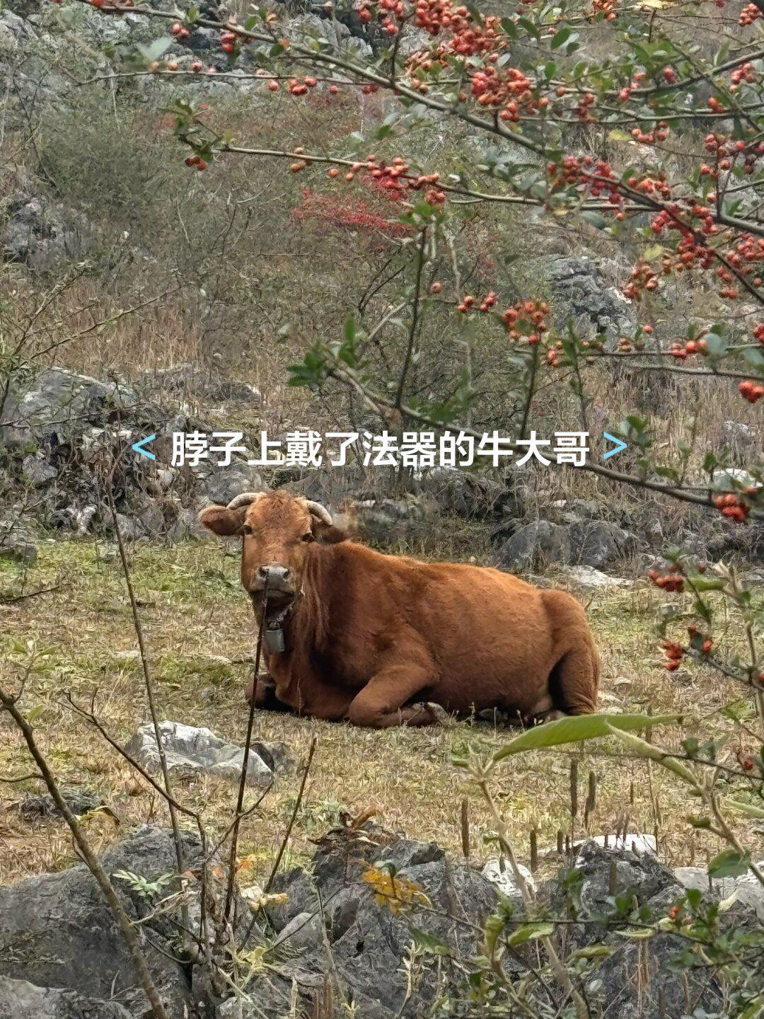 坚持爬了四年的山 终于换她来溜我了😂