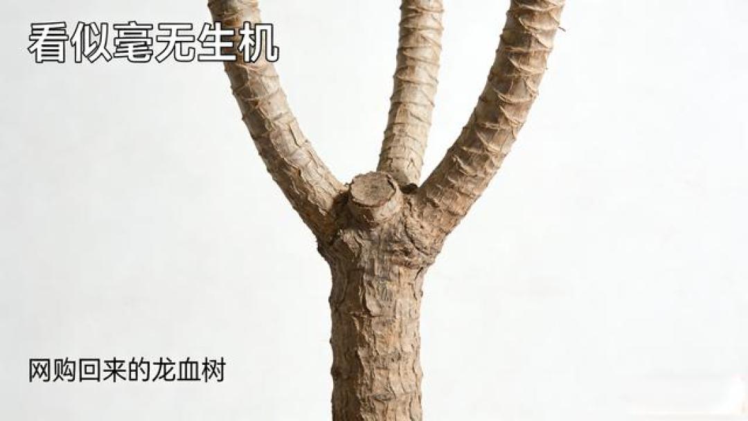 家有绿植,岁岁安康!3款树状盆栽,好养又有氛围感,旺家又顺心
