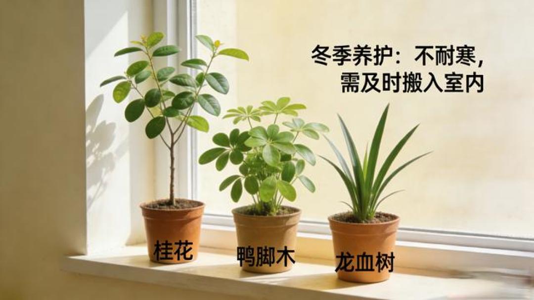 家有绿植,岁岁安康!3款树状盆栽,好养又有氛围感,旺家又顺心