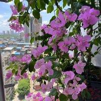 广州一户人家，三角梅开成“花瀑布”，从二楼垂到一楼，宛若仙境