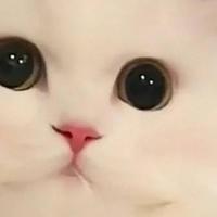 2026 猫咪高性价比猫粮排行榜，养猫选粮不花冤枉钱！
