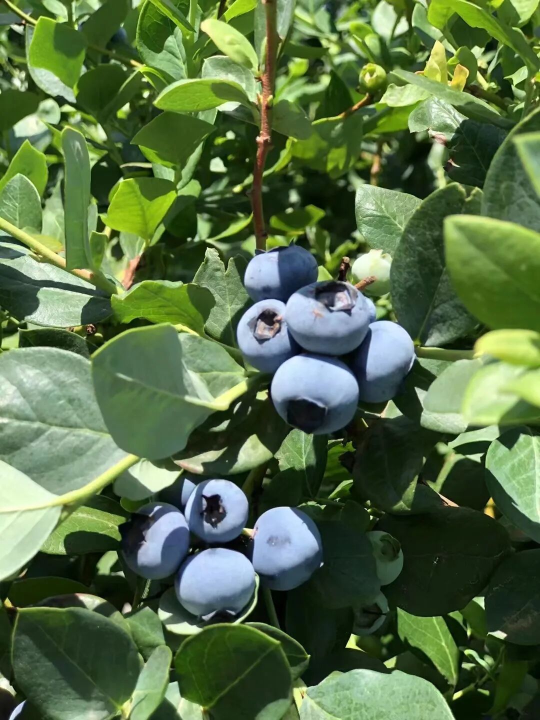 中国花香最浓的蓝莓,就藏在这个云南小城!