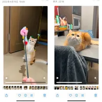 💛用时间证明，我的小猫被养的超好