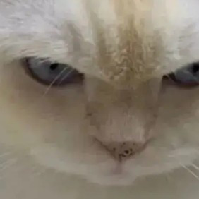 养猫千万别只选一款猫粮！确保猫粮营养均衡需要尝试一些优质新款