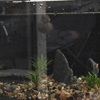 壁挂过滤器哪个好？当贝N1 800AI鱼马桶设计清理不碰脏水