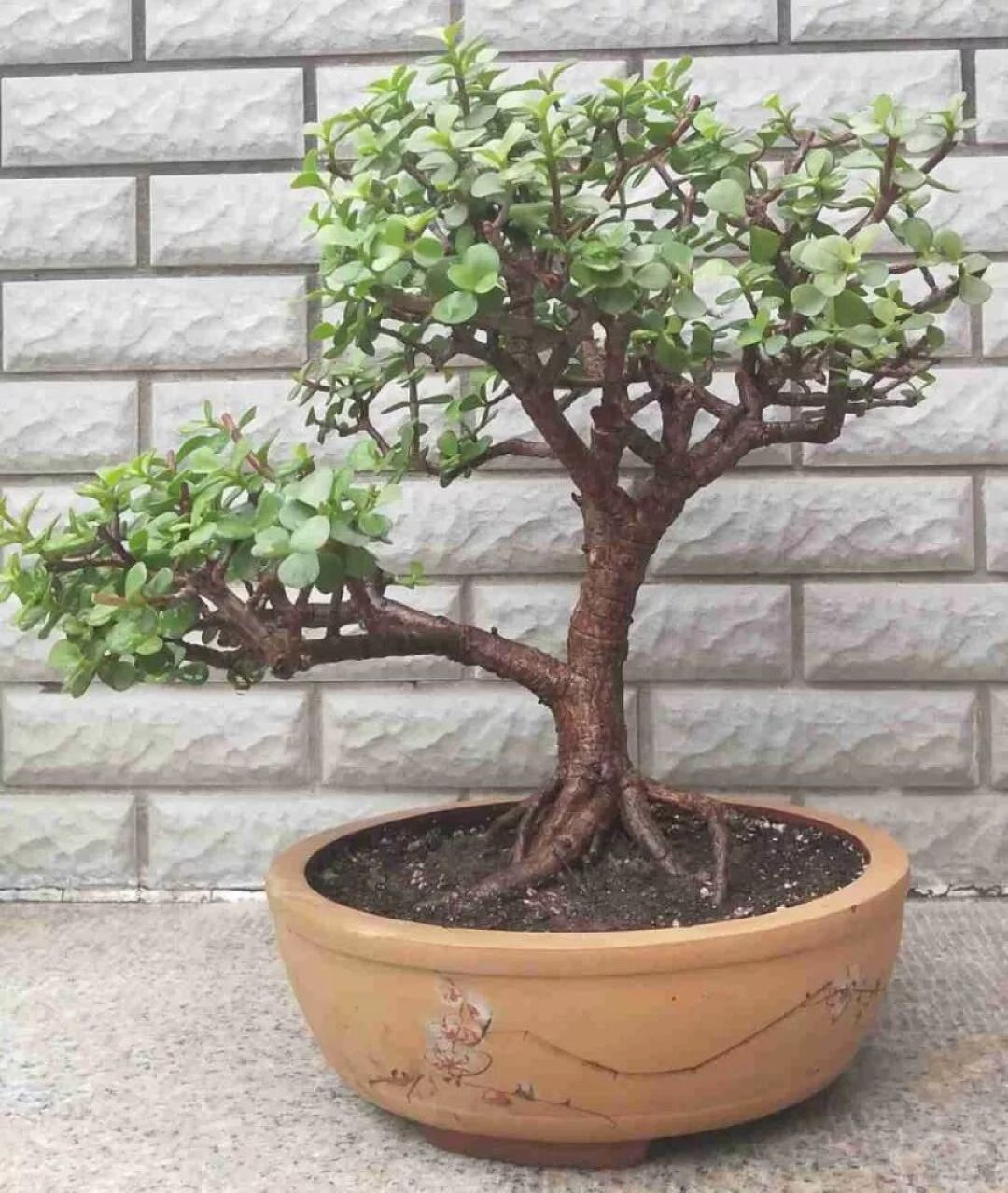 绝技 | 金枝玉叶拔起来养,造型最惊人,身价能翻100倍