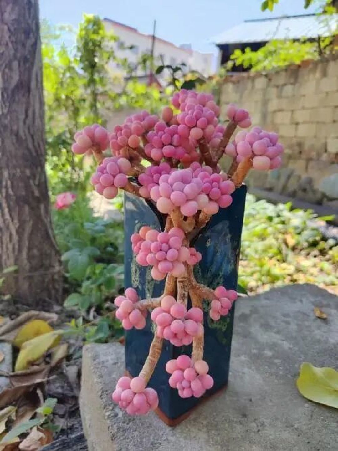 桃蛋总徒长还黑腐?按这几招养成“粉胖子”