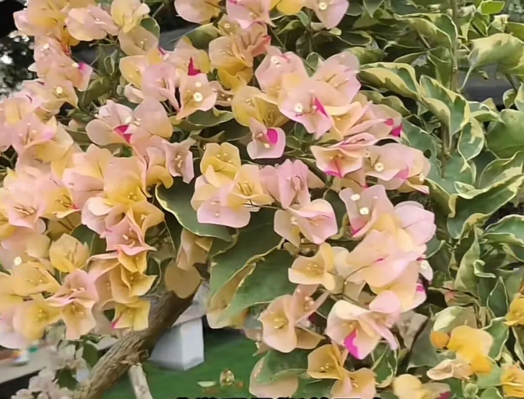 常见的经典三角梅品种有哪些?(七)