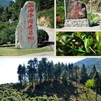 书法界的“网红之选”，体验它的味蕾和芳香，就知道全世界的茶友们有多爱它