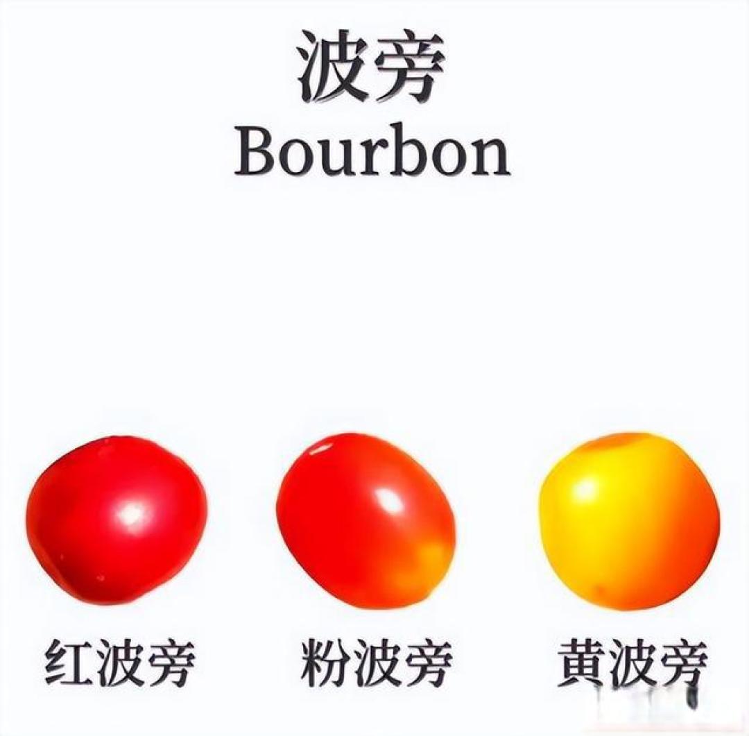 常见的阿拉比卡咖啡豆有哪些细分品种?
