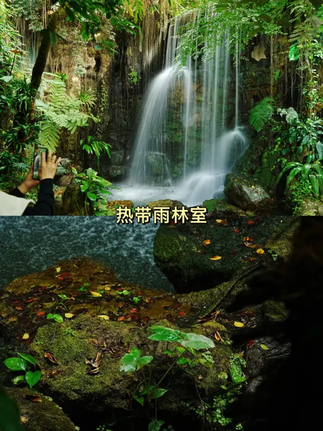 广州|华南植物园-1月份的温室群景区 1.12