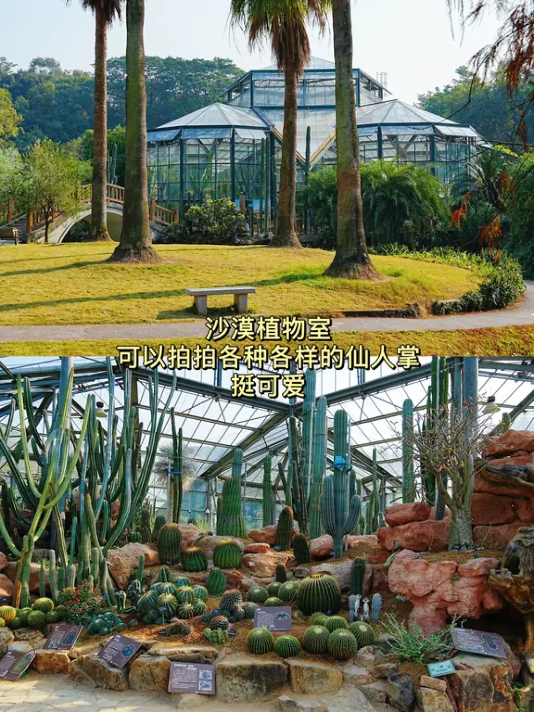 广州｜华南植物园-1月份的温室群景区 1.12