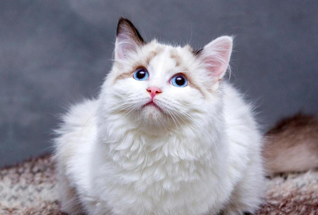 猫粮推荐2026,猫粮怎么选?猫粮口碑最好的前十名,猫粮推荐高性价比,猫粮品牌天梯图,猫粮推荐真实测评红黑榜