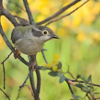长焦手机 vs 相机打鸟组合，谁更实用？
