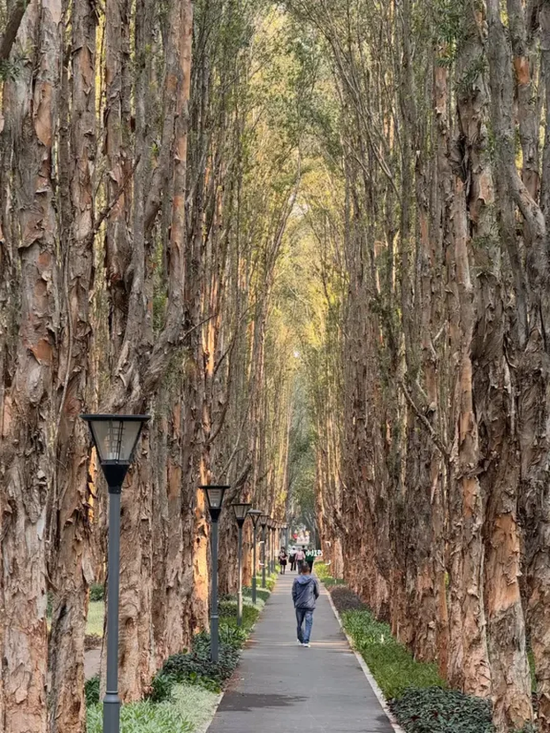 别挤永庆坊🌳去新开的避世森林公园Citywalk