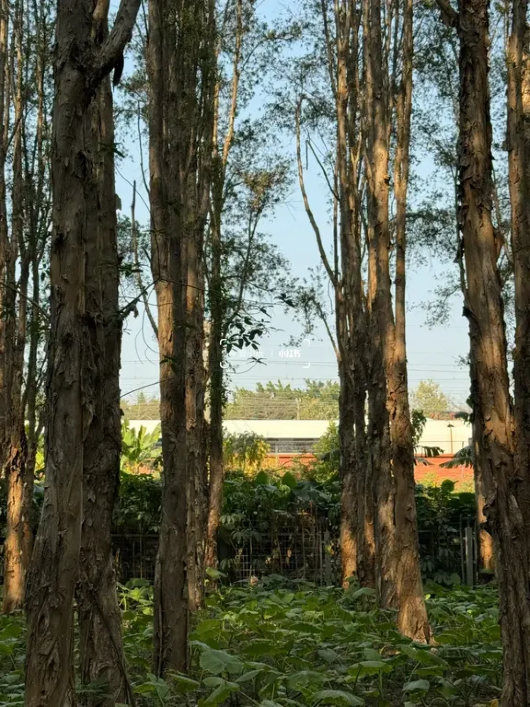 别挤永庆坊🌳去新开的避世森林公园Citywalk