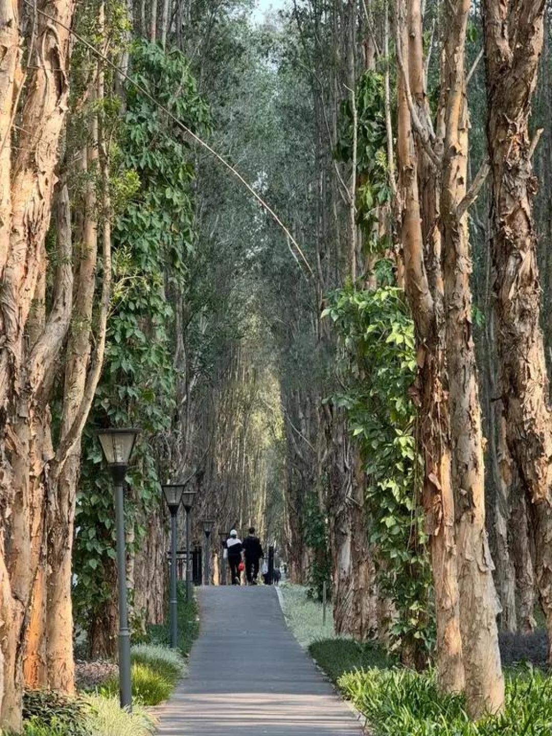 别挤永庆坊🌳去新开的避世森林公园Citywalk