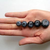 为什么我建议你，别买超大蓝莓！