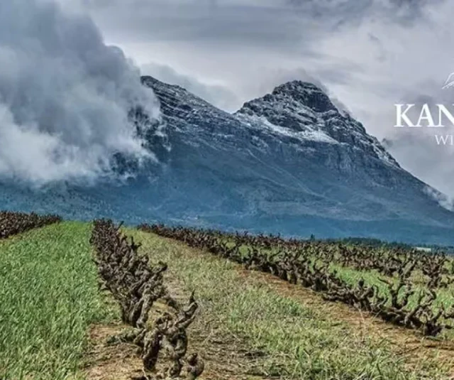 🌿南非老藤的力量：真的喝到了名庄感