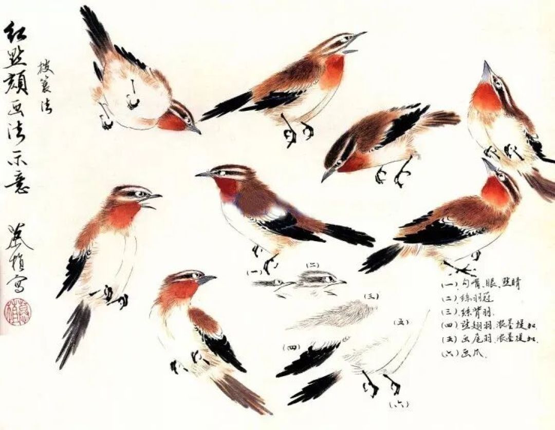 花鸟画技法——鸣禽画法