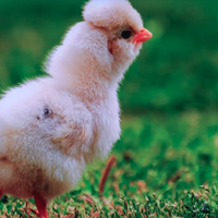 SQD-Mini LED电视值得买吗？业内人说说Q10M，影游迷的梦中情机