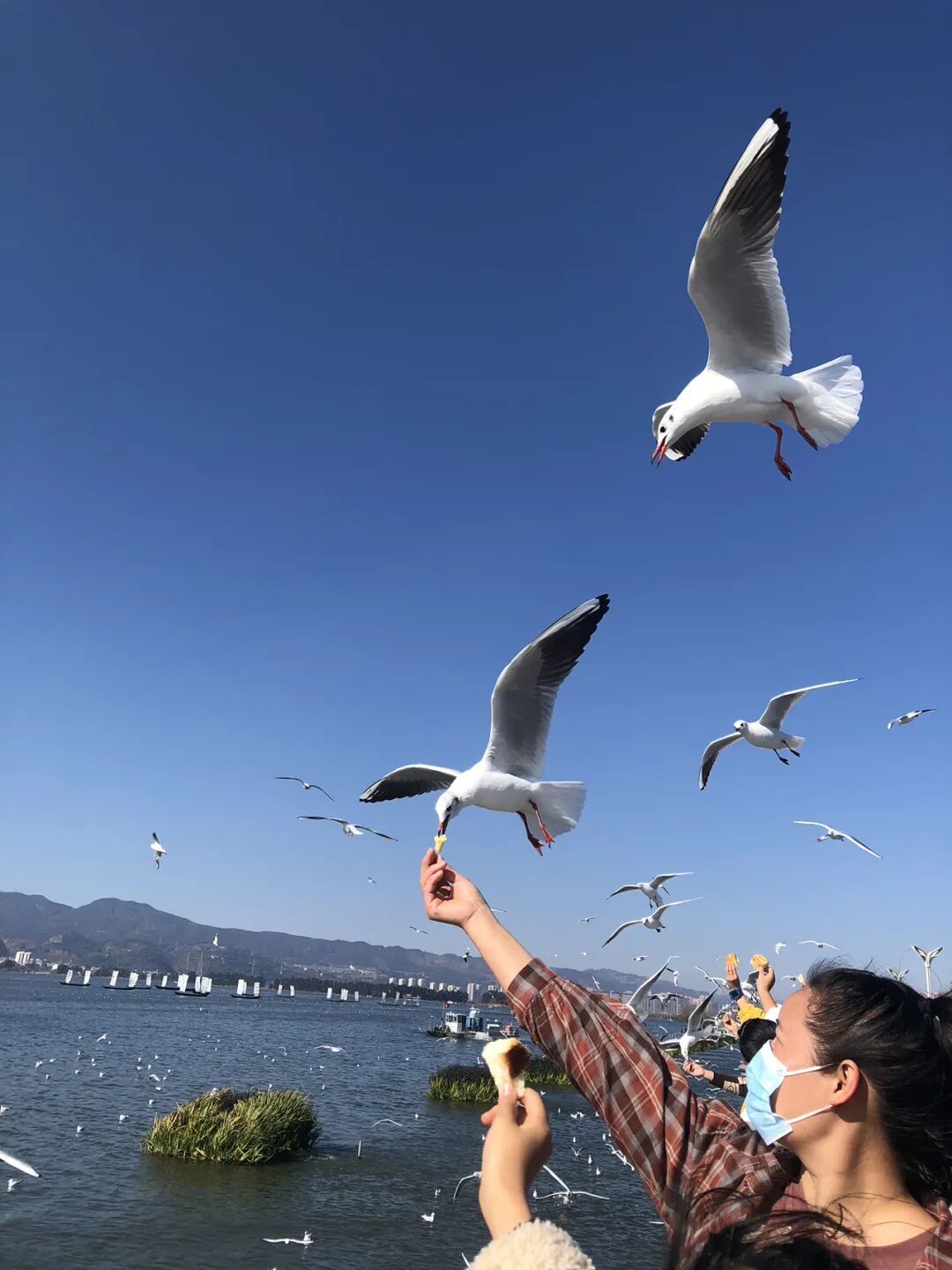 旅行|若不能去伦敦喂鸽子,那就到昆明看海鸥吧