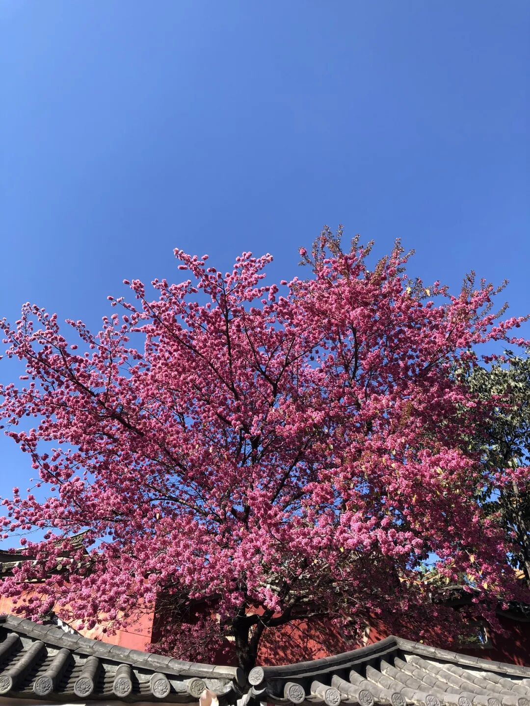 旅行|若不能去伦敦喂鸽子,那就到昆明看海鸥吧