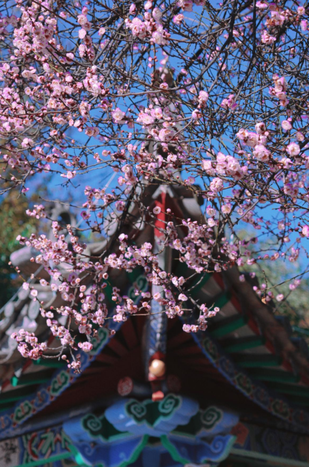 春水暖,梅花开!带你逛新晋3A景区玉溪窑址,解锁古窑打卡全攻略