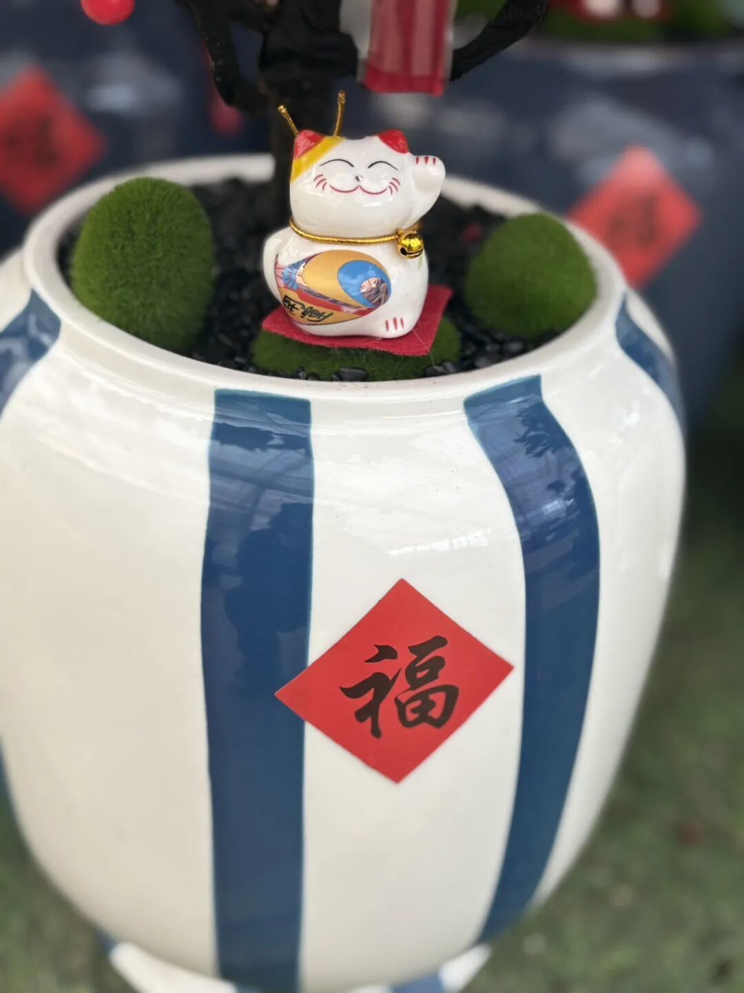 实拍:年宵花别忘了它【富贵籽】养护全攻略|红果满枝旺全年
