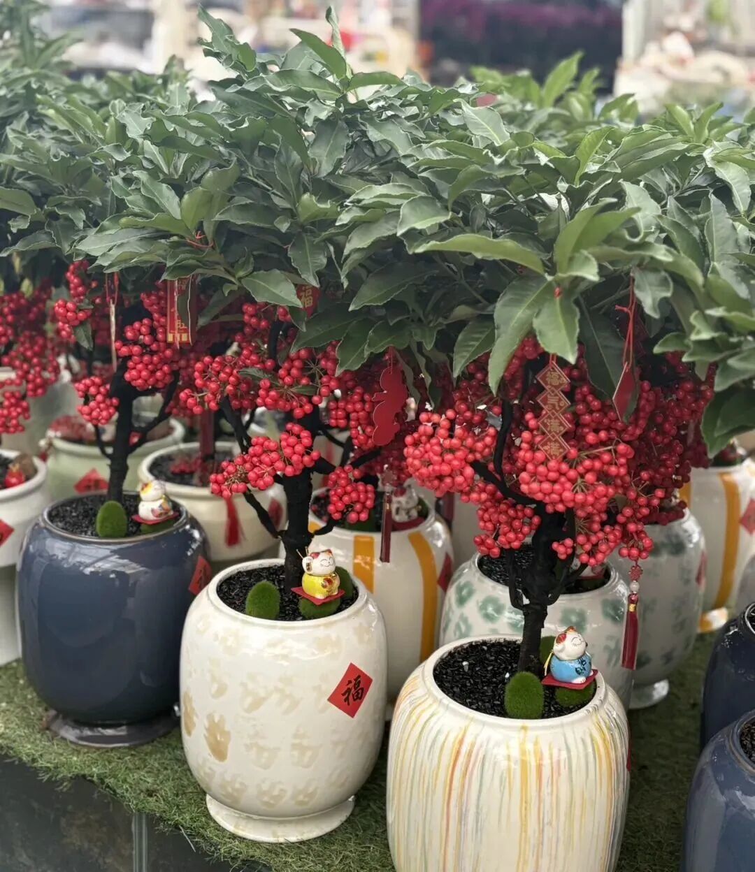 实拍:年宵花别忘了它【富贵籽】养护全攻略|红果满枝旺全年