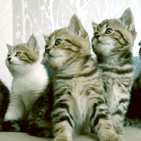 哪款猫罐头好？2026年十大最好吃的猫罐头排行榜出炉猜猜谁是top1
