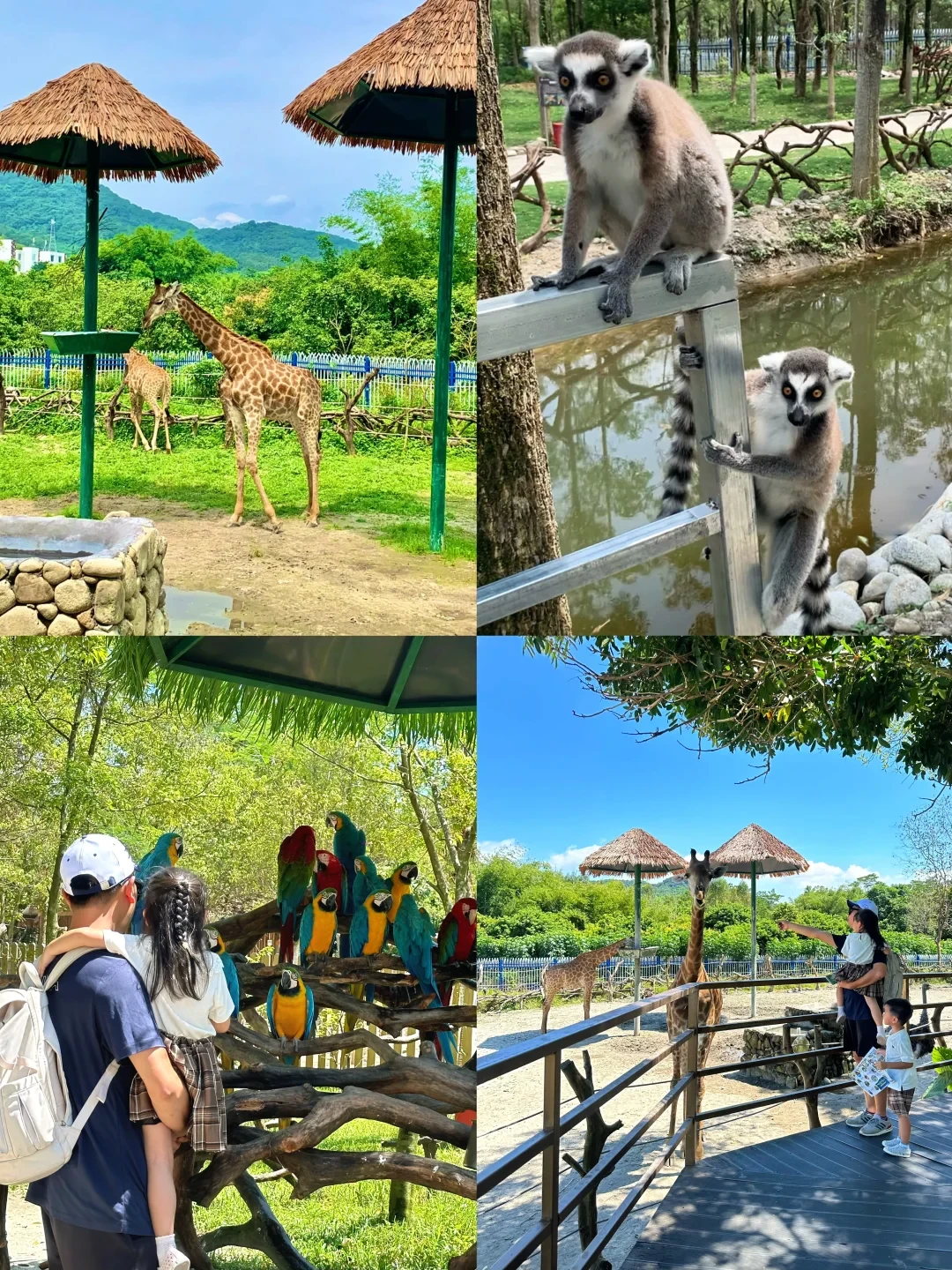 快藏好‼️罗浮山亲子一日游宝藏路线