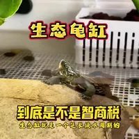 生态龟缸到底是不是智商税，看完这个视频你就明白了#生态龟缸 #养龟日常