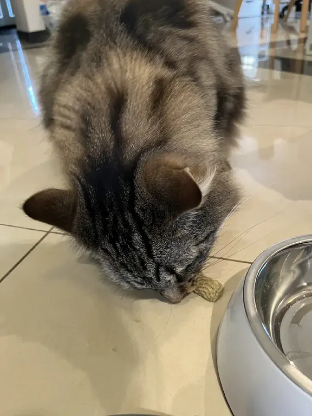 Pet Pawgram三种口味冻干:六只喵试吃体验👍