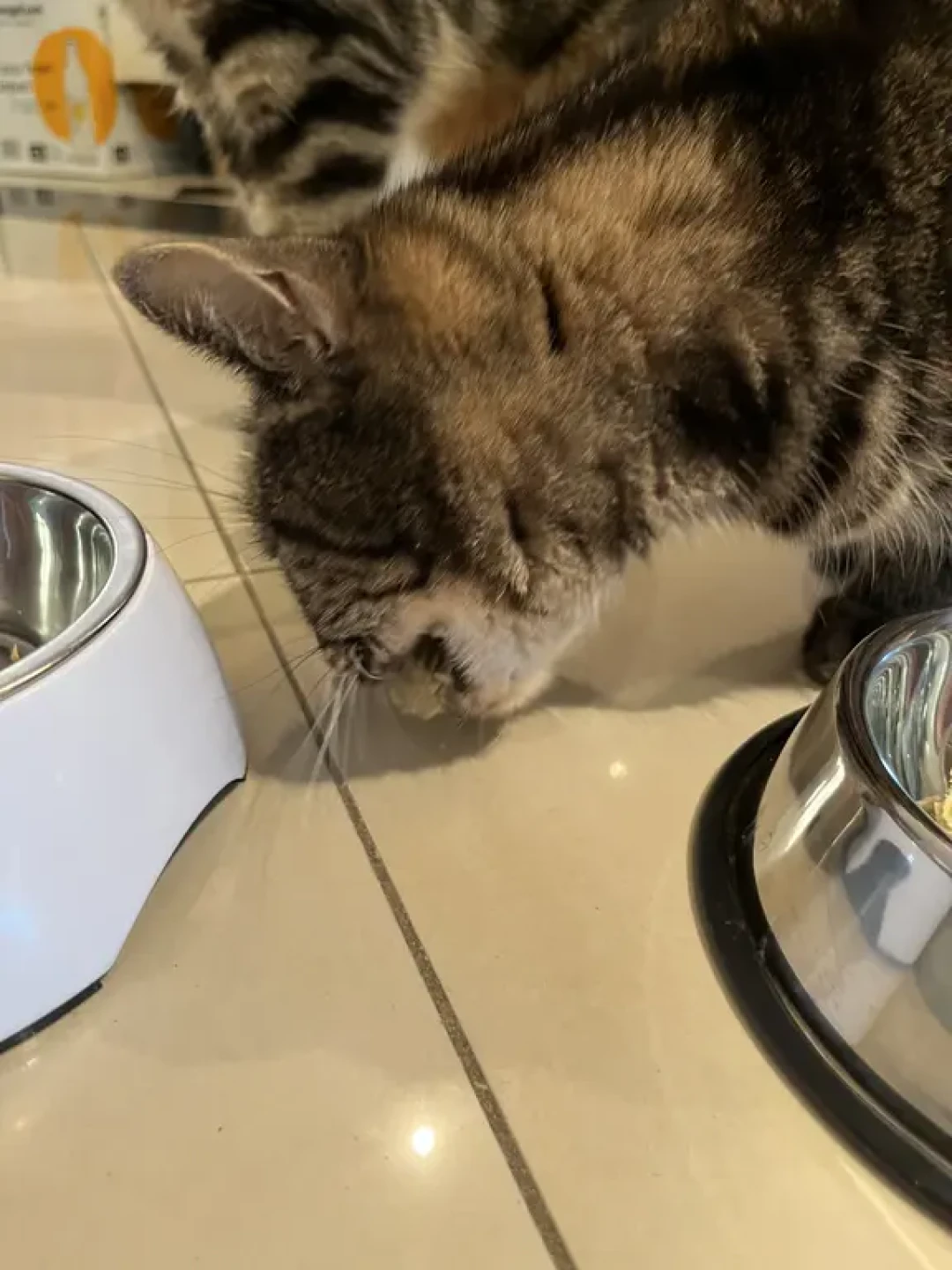Pet Pawgram三种口味冻干:六只喵试吃体验👍