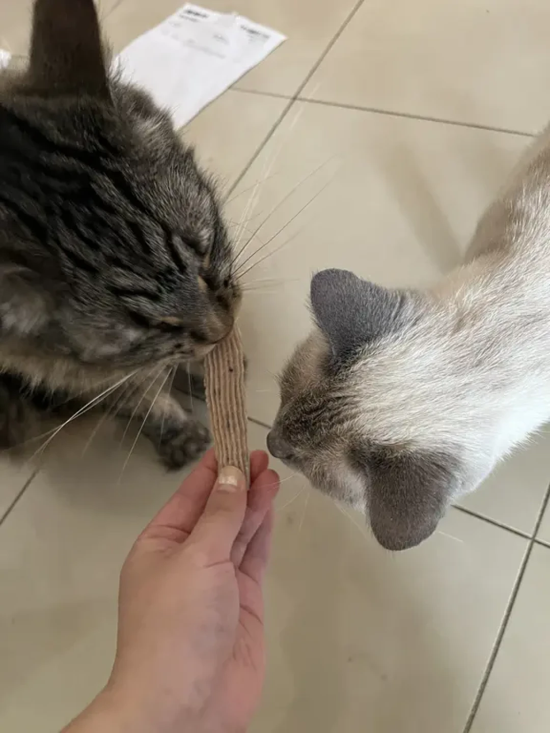 Pet Pawgram三种口味冻干:六只喵试吃体验👍