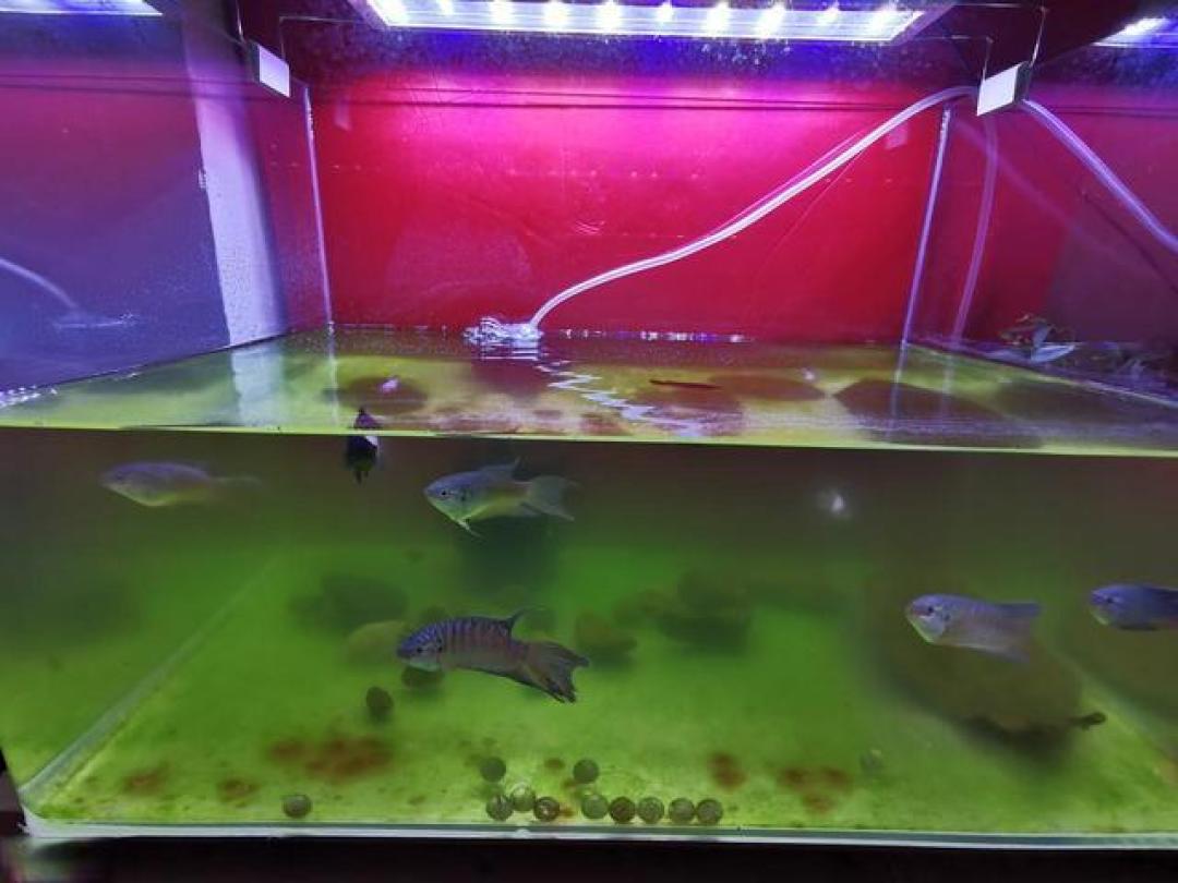 养鱼水质管理核心课：从认识氨氮到稳定pH，构建不败的硝化系统