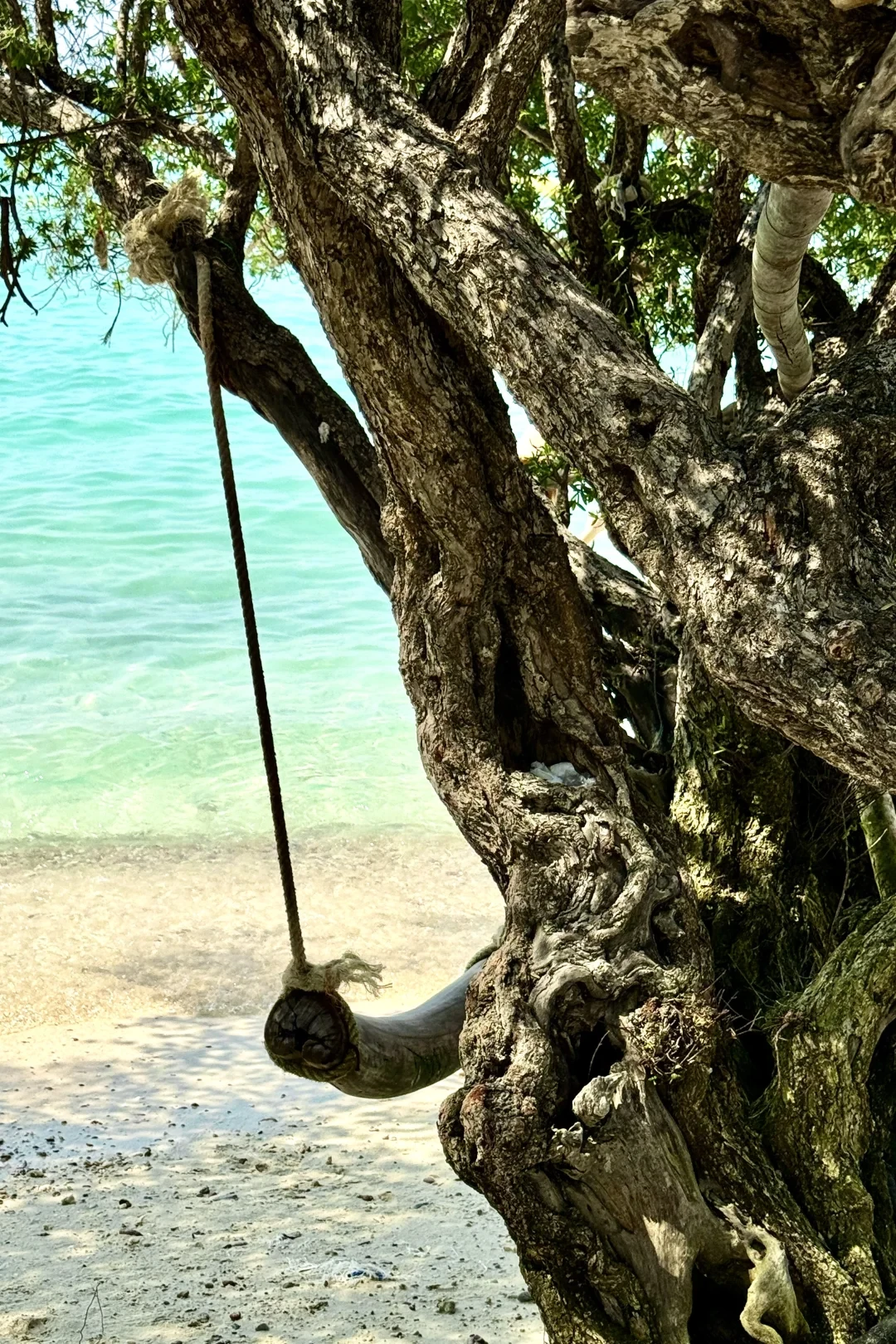 不用做攻略‼️芭提雅格兰岛🏝️直接抄这份🏄
