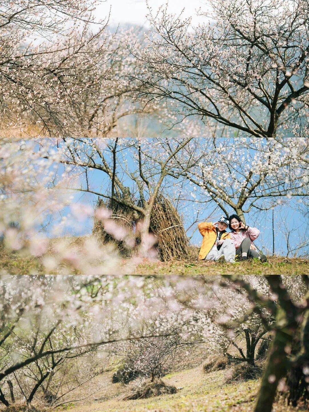 满屏梅花🤩不用怀疑!你期盼的春天提前来了!