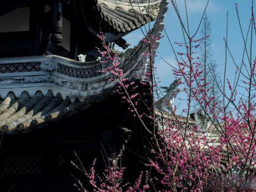 成都西边一个被低估寺庙,赏梅正当时,古色古香,游客不多