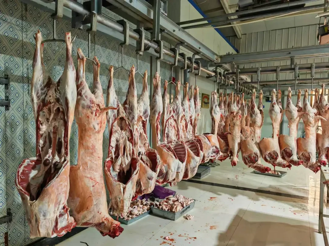 中国哪里的羊肉好吃?答案居然是这里……
