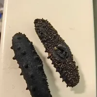 这个海参品质咋样？