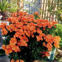 有种“零缺点”盆栽绿植，颜值高、花期长，花比叶还多，耐热又耐寒，养过的都夸！